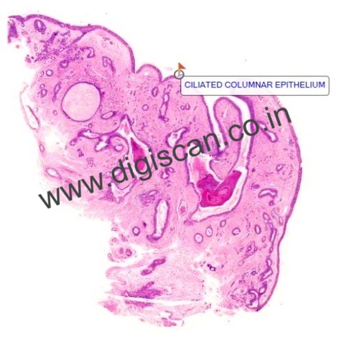 Human Anatomy & Histology Digital Slides Set